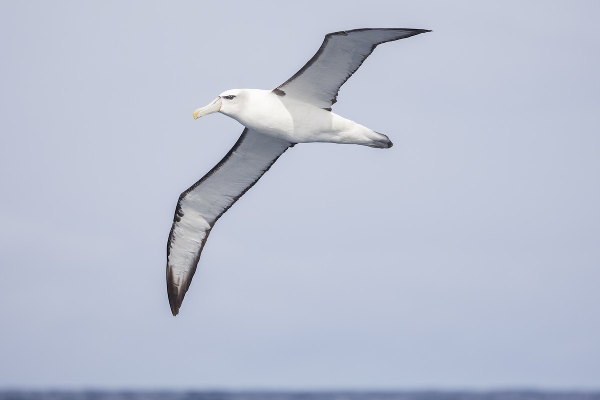 White-capped Albatross - Dana Cameron