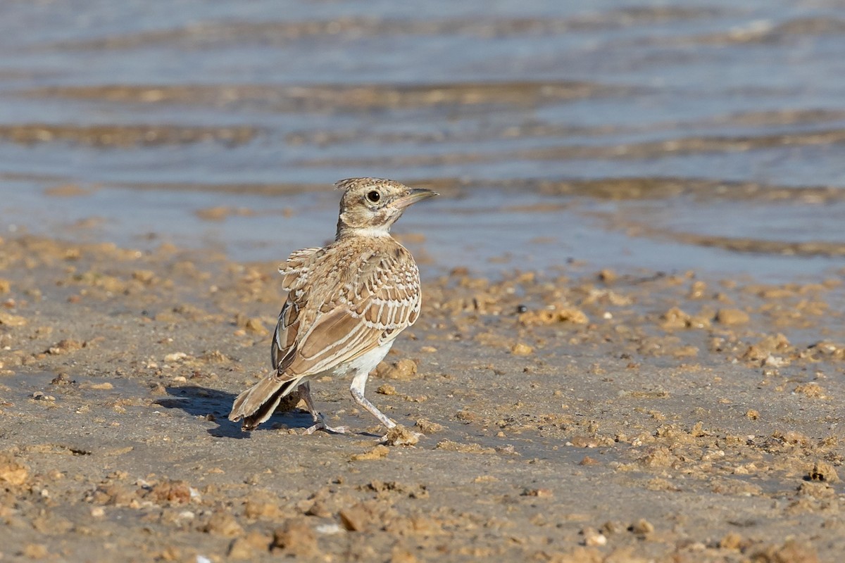 Crested Lark - Nikos Mavris