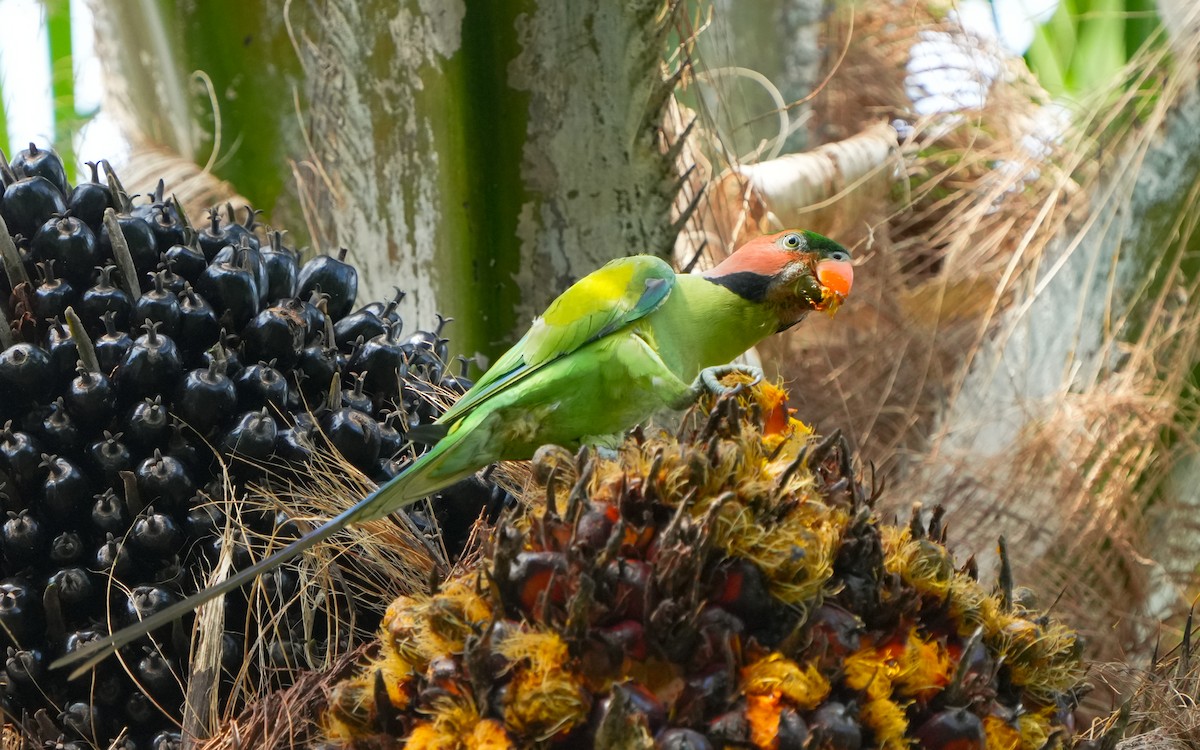 Long-tailed Parakeet - ML619610765