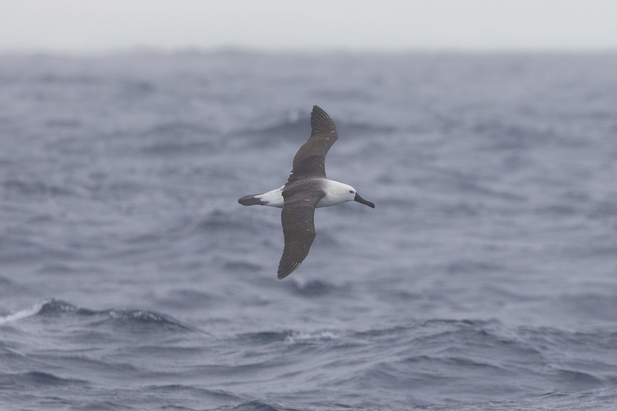 Indian Yellow-nosed Albatross - Dana Cameron