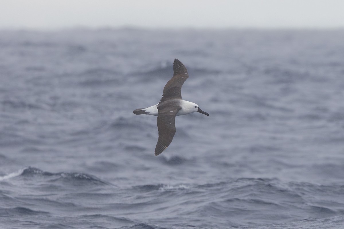 Indian Yellow-nosed Albatross - ML619610767