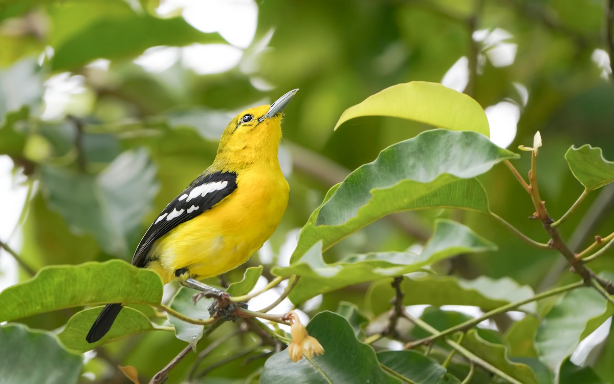 Common Iora - Edmond Sham