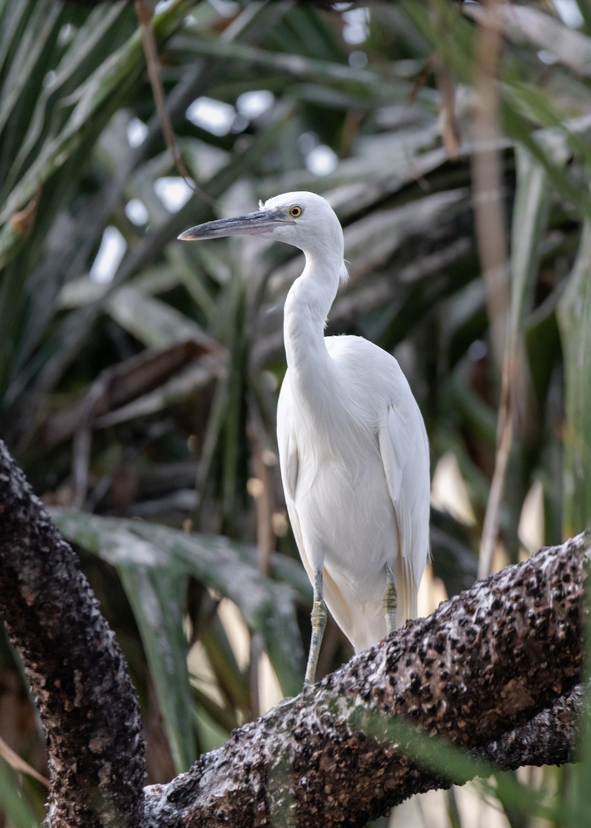 Pacific Reef-Heron - Jamie Smith-Morvell