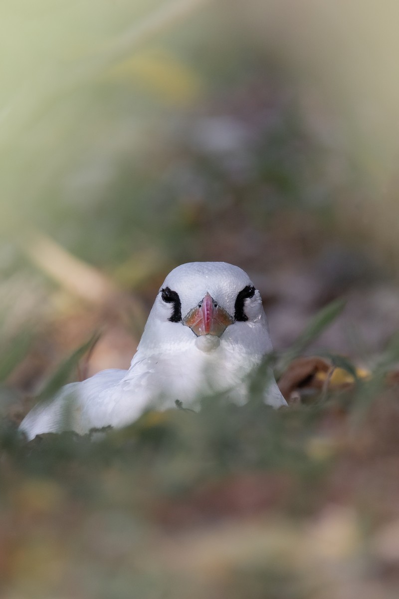 Red-tailed Tropicbird - ML619610773