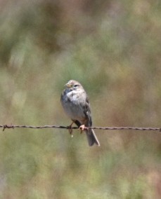 Corn Bunting - Braydan Pettigrove