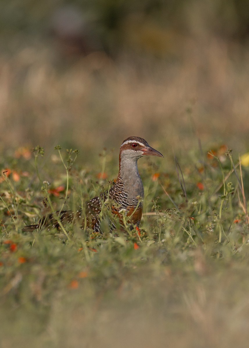 Buff-banded Rail - ML619610775