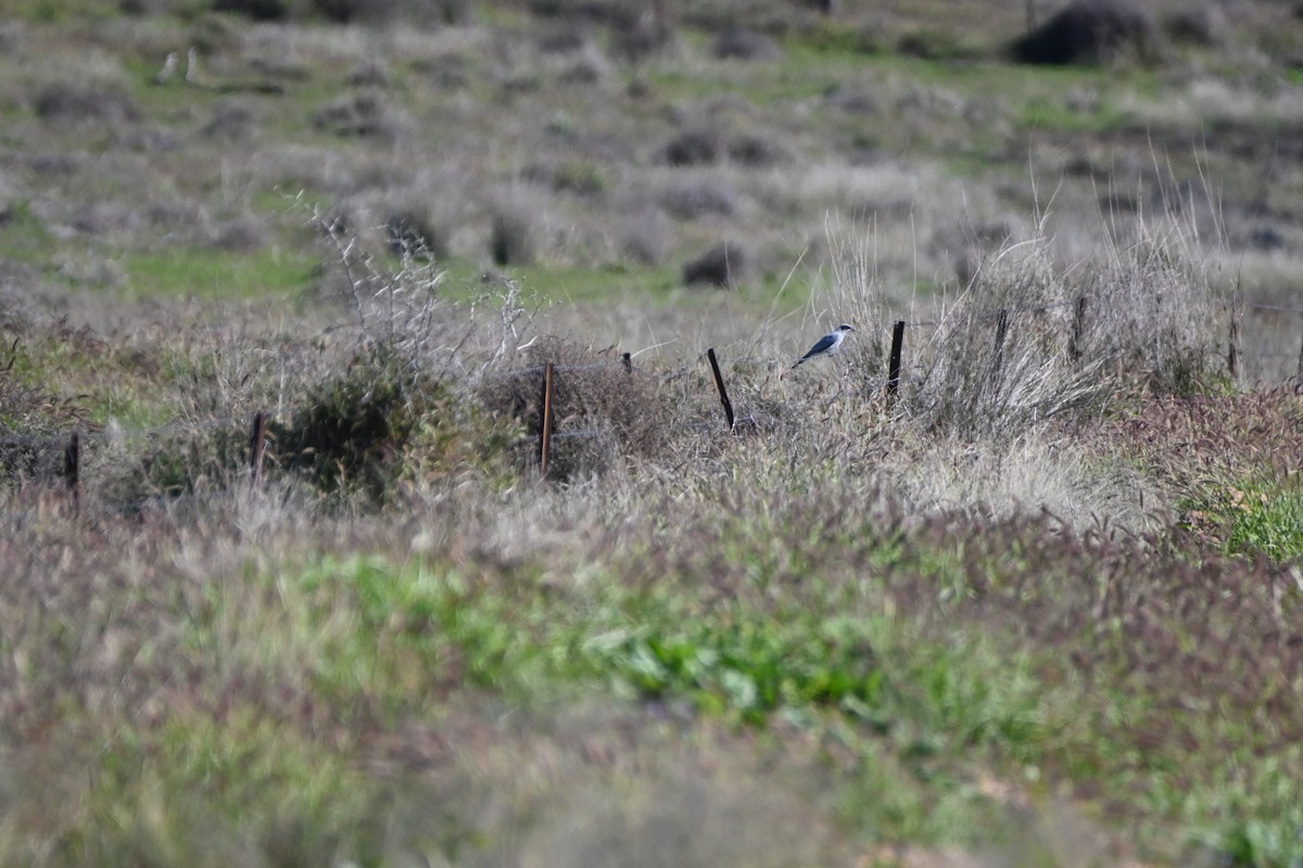 Ground Cuckooshrike - Hitomi Ward