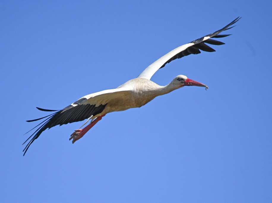 White Stork - Braydan Pettigrove