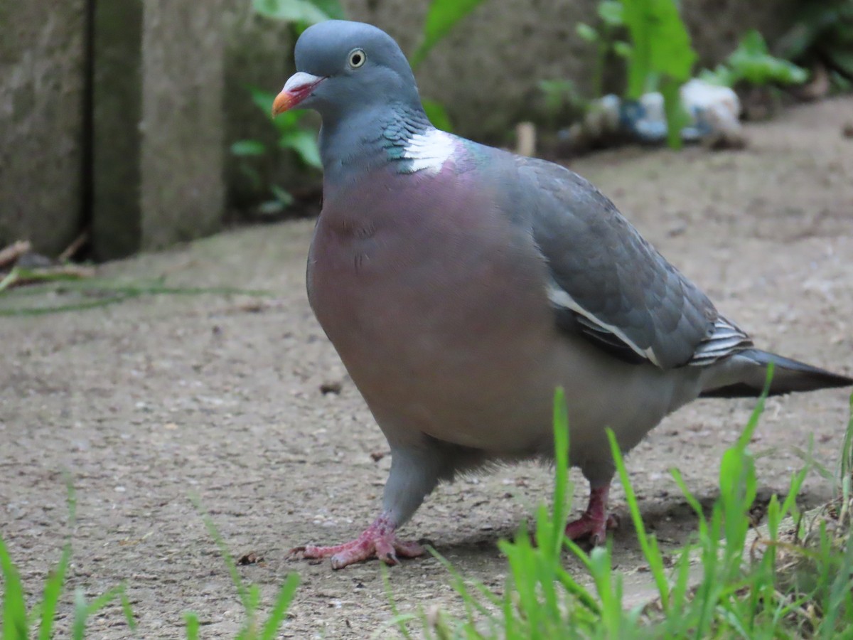 Common Wood-Pigeon - Elizabeth Ray