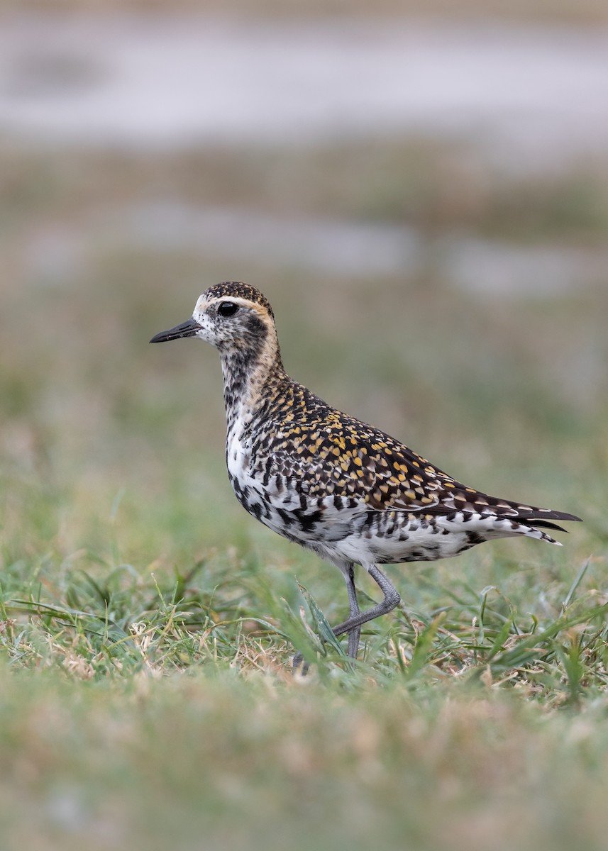 Pacific Golden-Plover - ML619610792