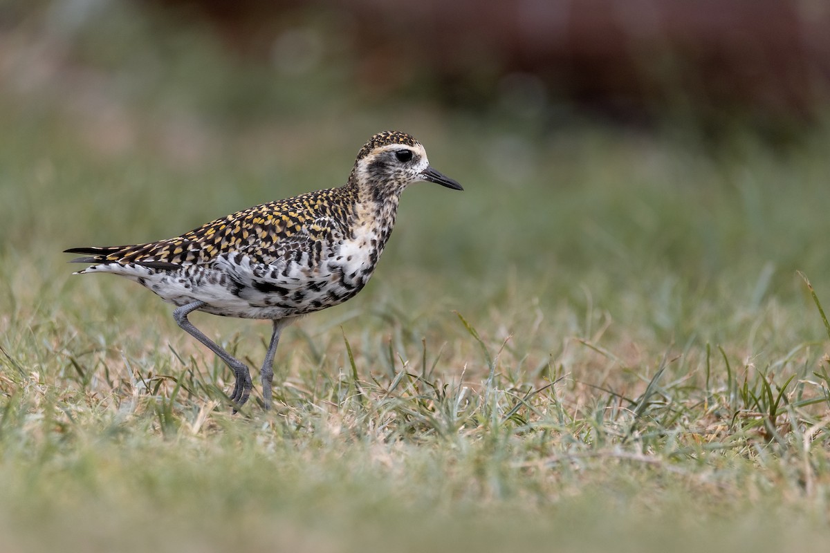 Pacific Golden-Plover - ML619610793