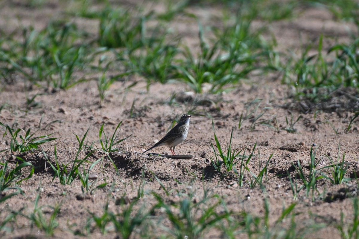 Australian Pipit - ML619610795