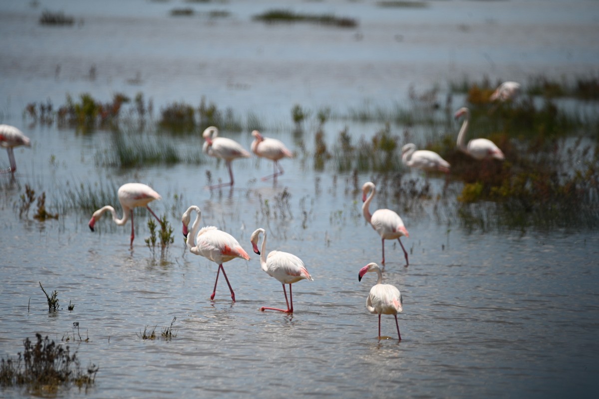 Greater Flamingo - Braydan Pettigrove