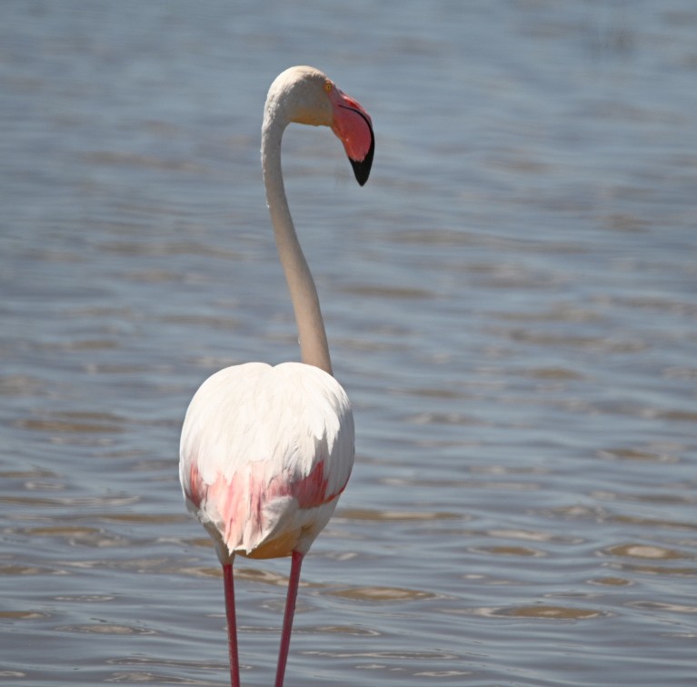 Greater Flamingo - Braydan Pettigrove