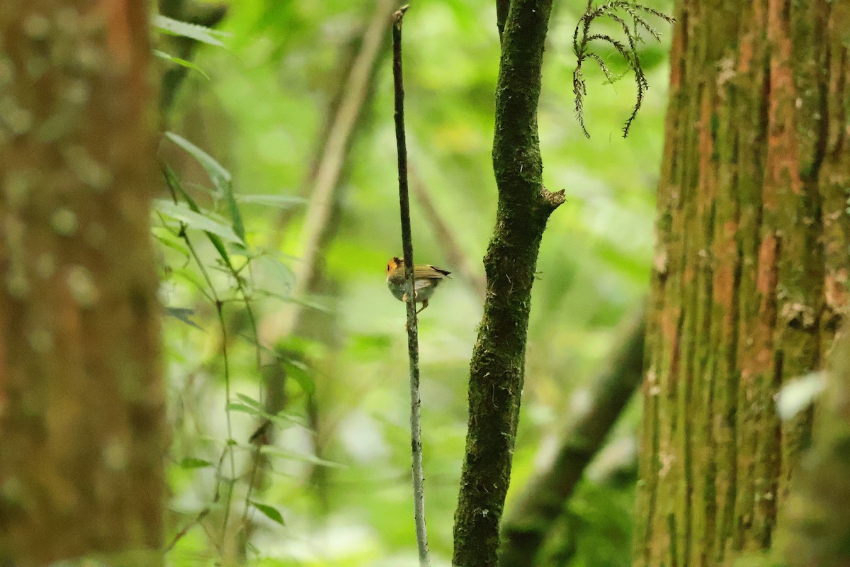 Rufous-faced Warbler - Ying ZHOU