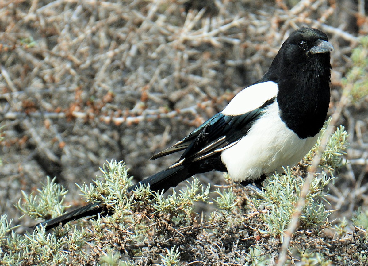 Eurasian Magpie - chaitanya maringanti