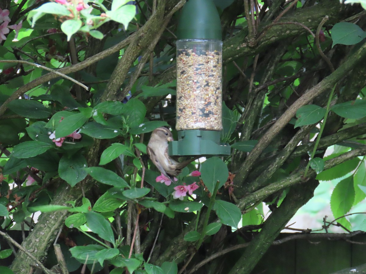 House Sparrow - Elizabeth Ray