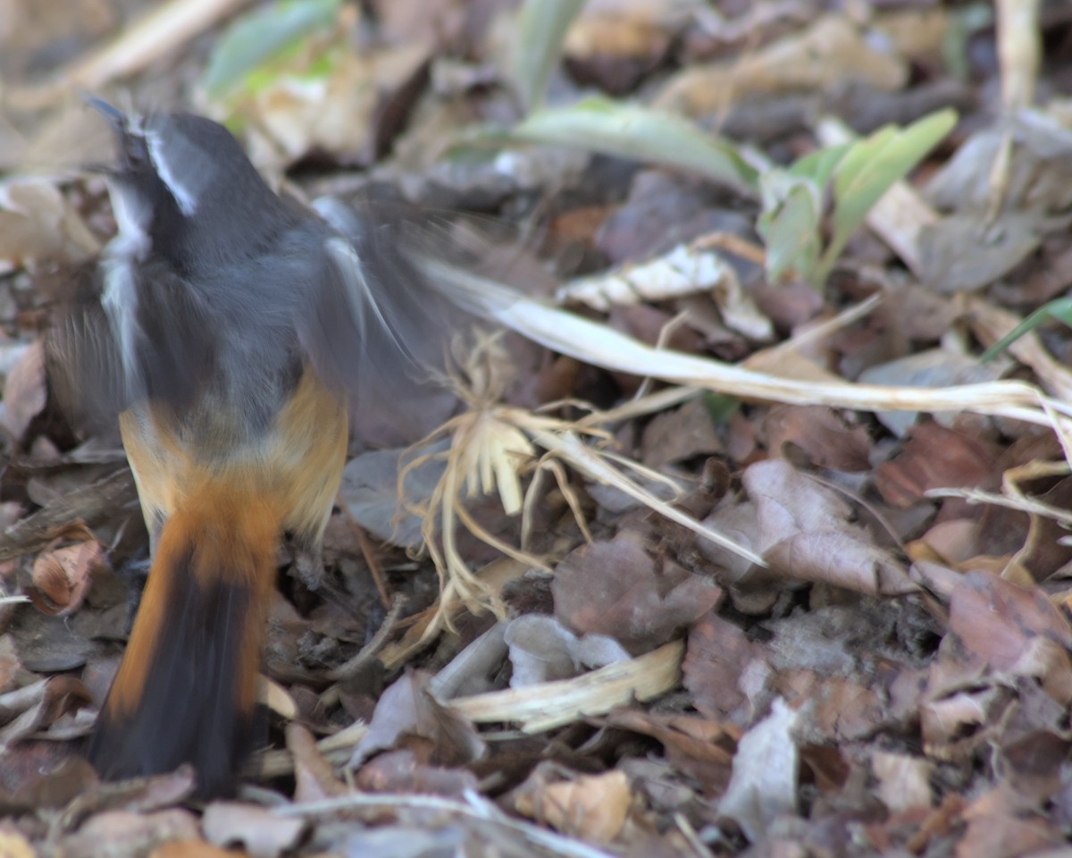 White-throated Robin-Chat - Cameron Blair