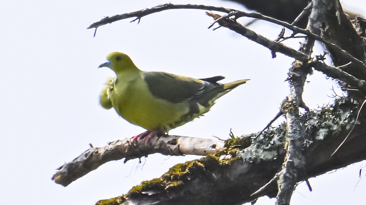 Wedge-tailed Green-Pigeon - ML619610814