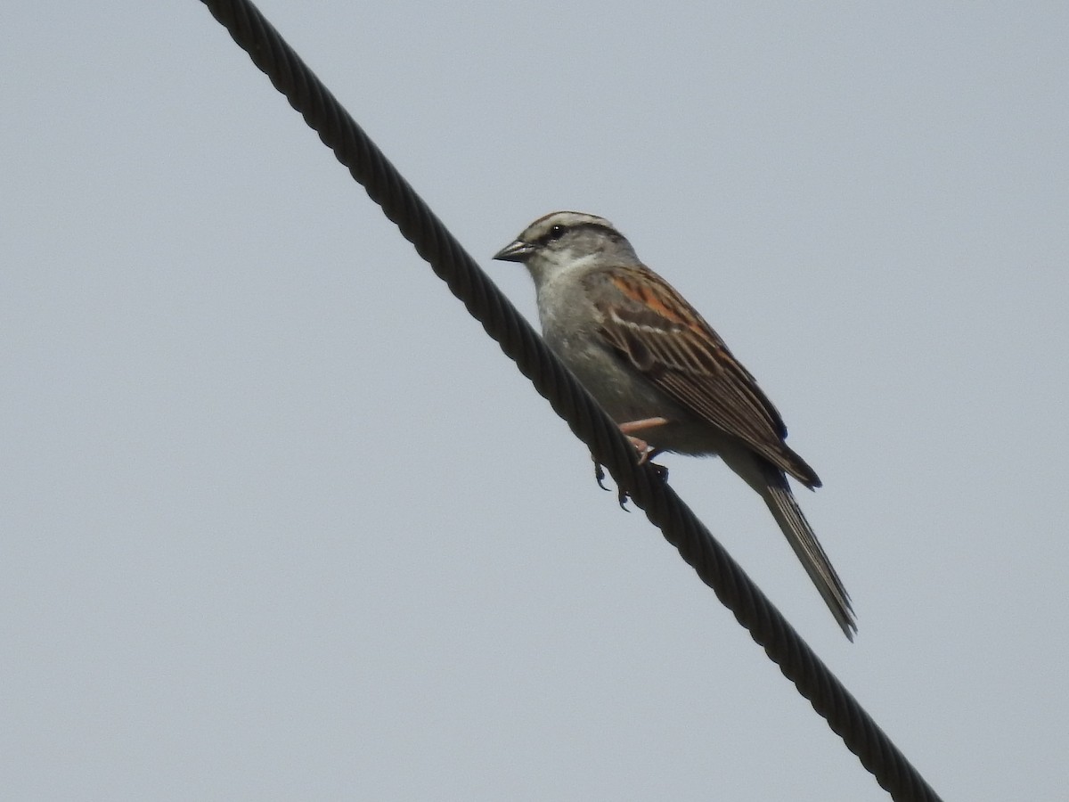 Chipping Sparrow - Laura Mae