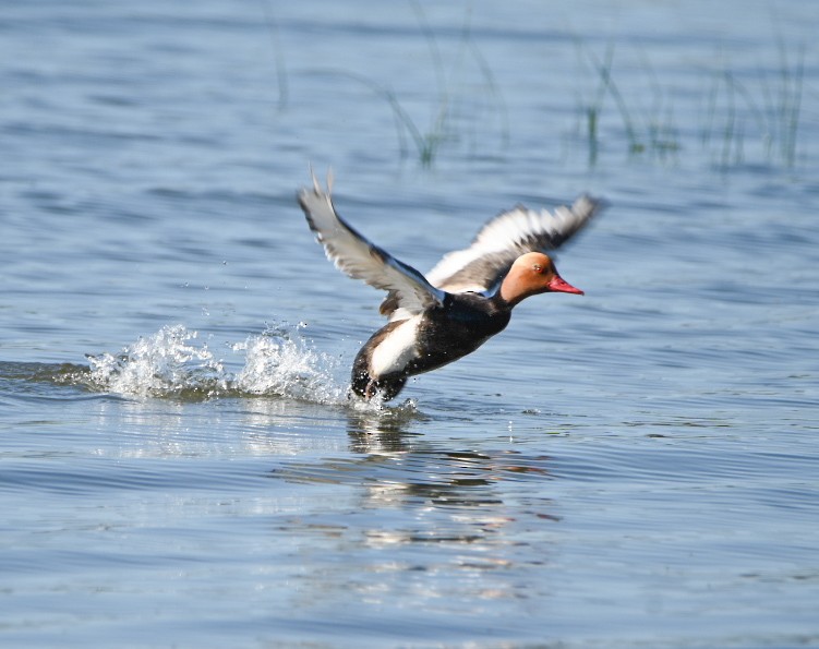 Red-crested Pochard - Braydan Pettigrove