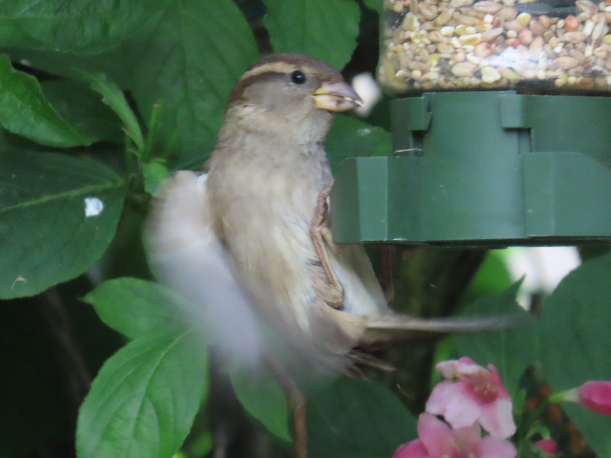 House Sparrow - Elizabeth Ray