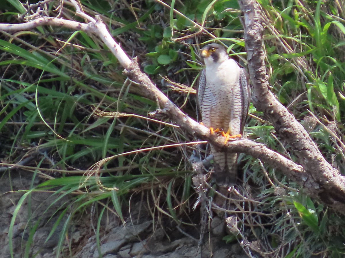 Peregrine Falcon - Anonymous