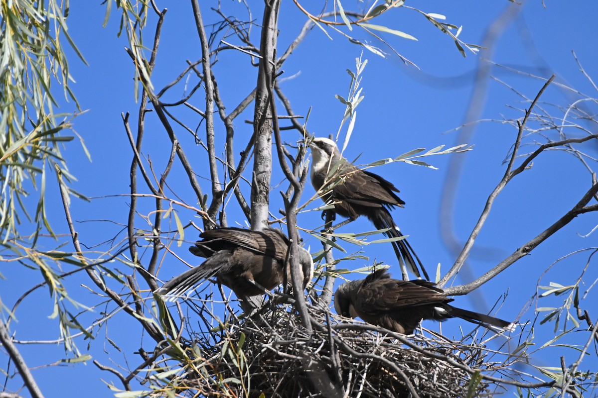 Gray-crowned Babbler - ML619610835