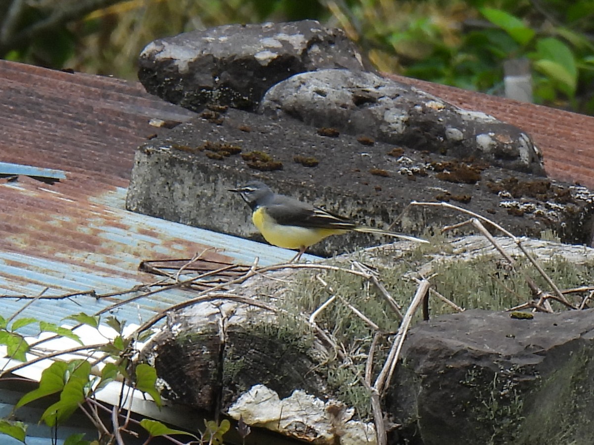 Gray Wagtail - Anonymous