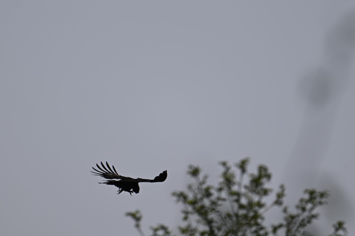 Black Eagle - Vikas Pawar