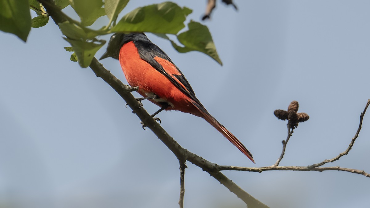 Long-tailed Minivet - Vikas Pawar