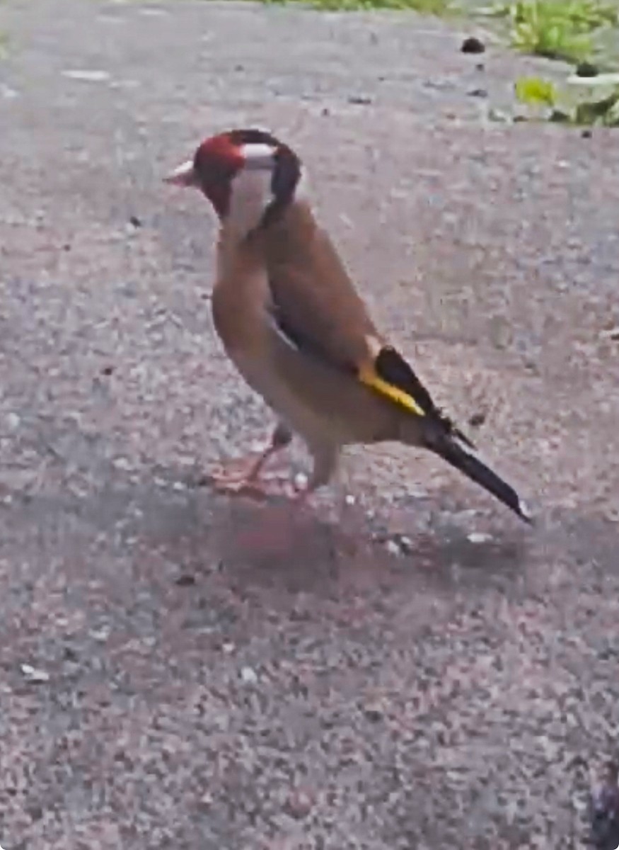 European Goldfinch - Elizabeth Ray