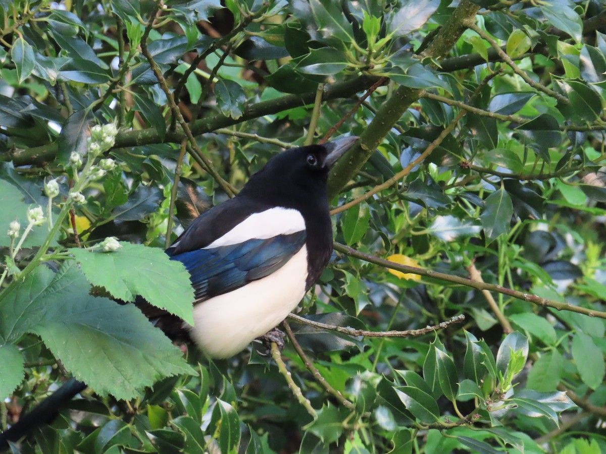 Eurasian Magpie - Elizabeth Ray