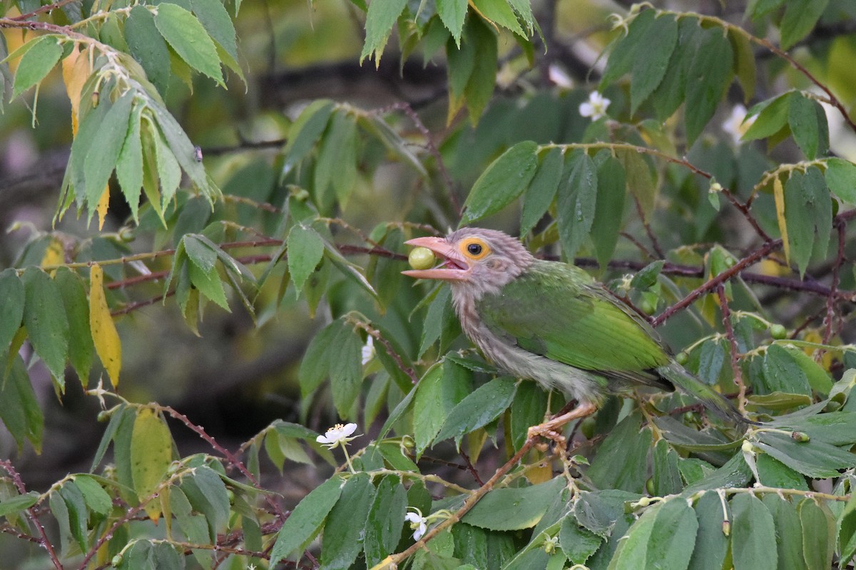 Lineated Barbet - Phakawat Kittikhunodom