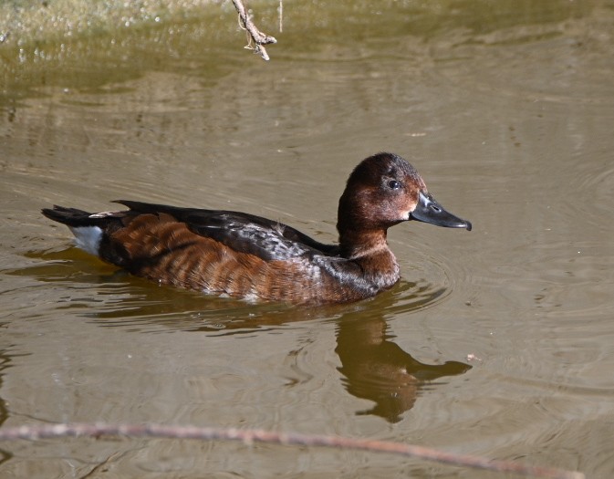 Ferruginous Duck - Braydan Pettigrove