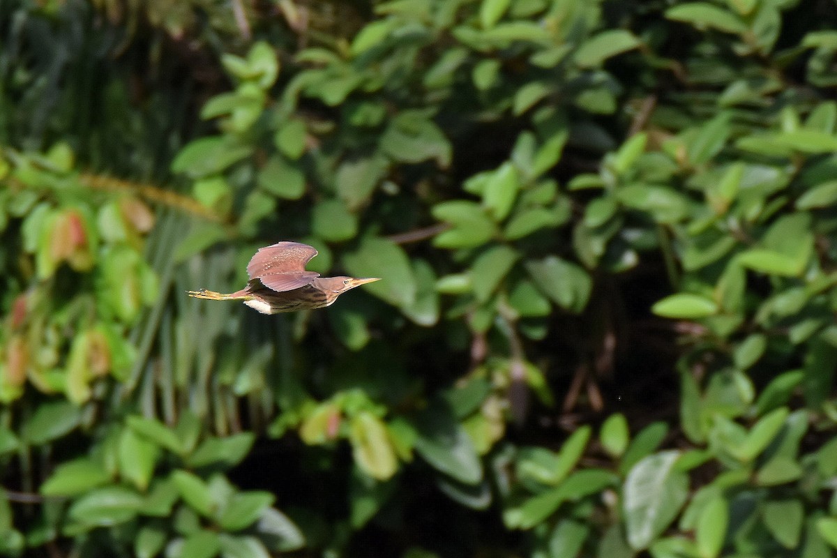 Cinnamon Bittern - Phakawat Kittikhunodom