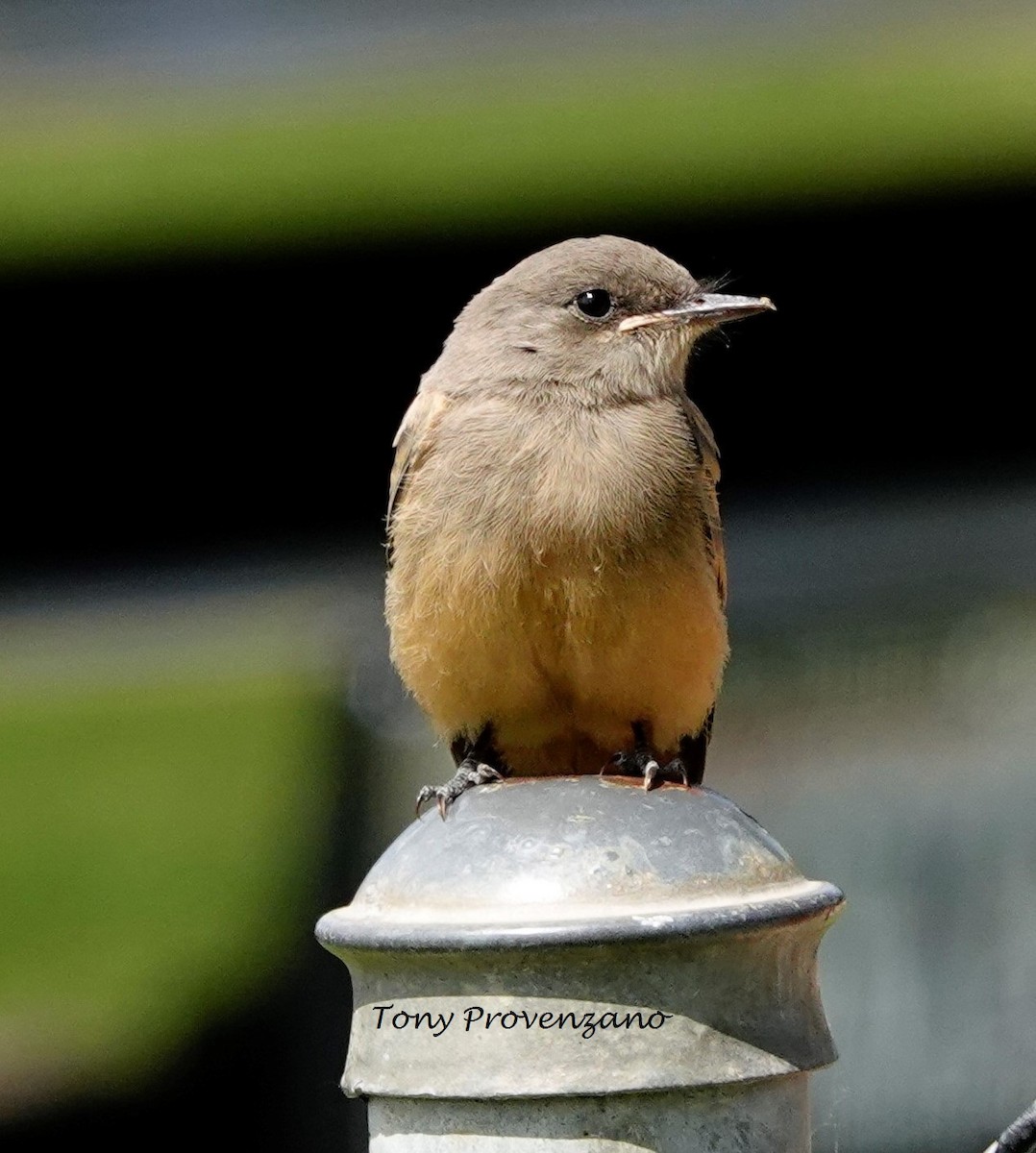 Say's Phoebe - Tony Provenzano