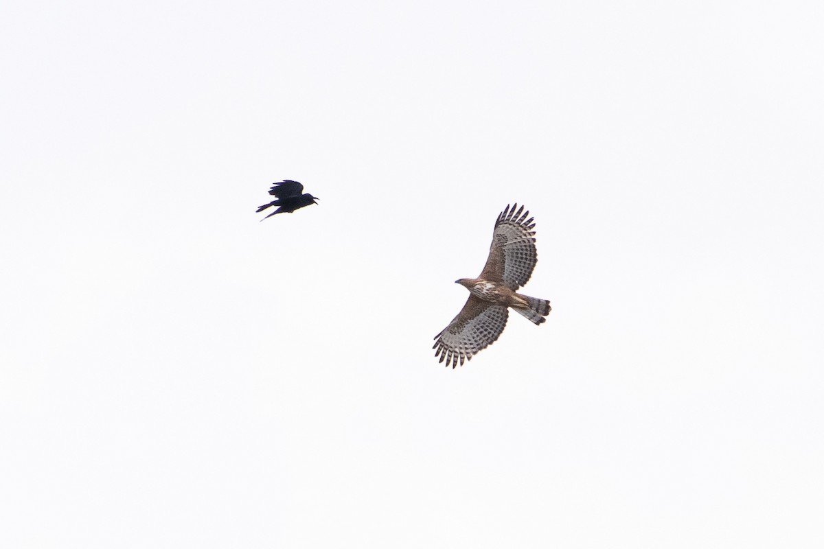 Changeable Hawk-Eagle - Mridul Vaibhav