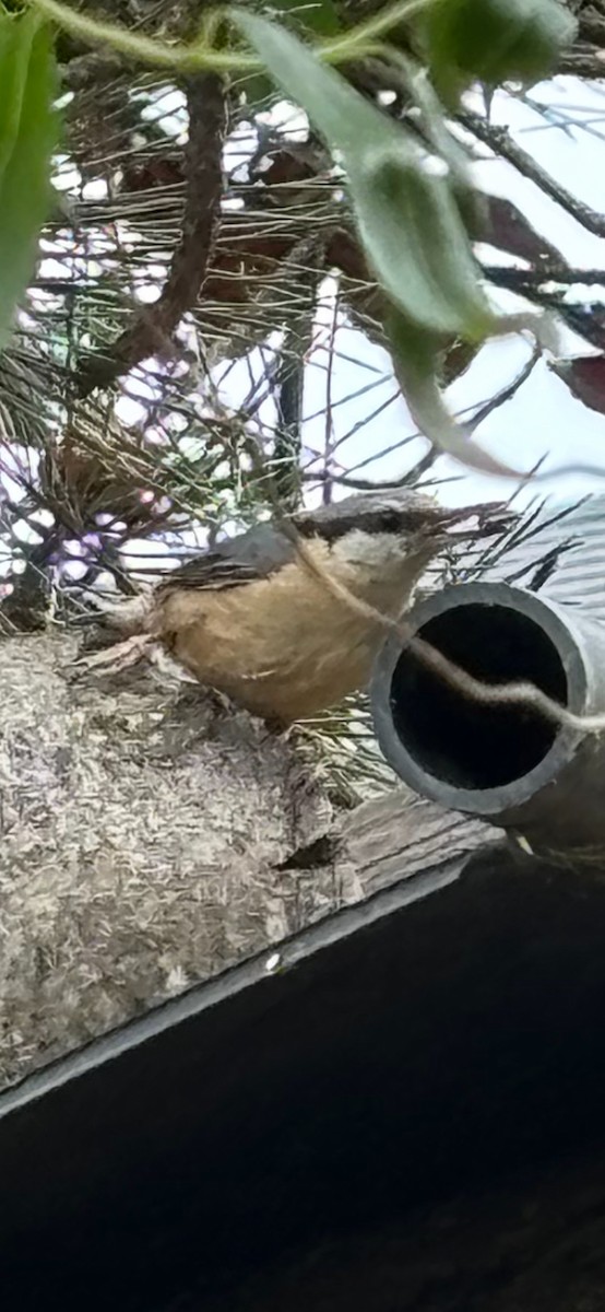 Eurasian Nuthatch - Jakub Duda