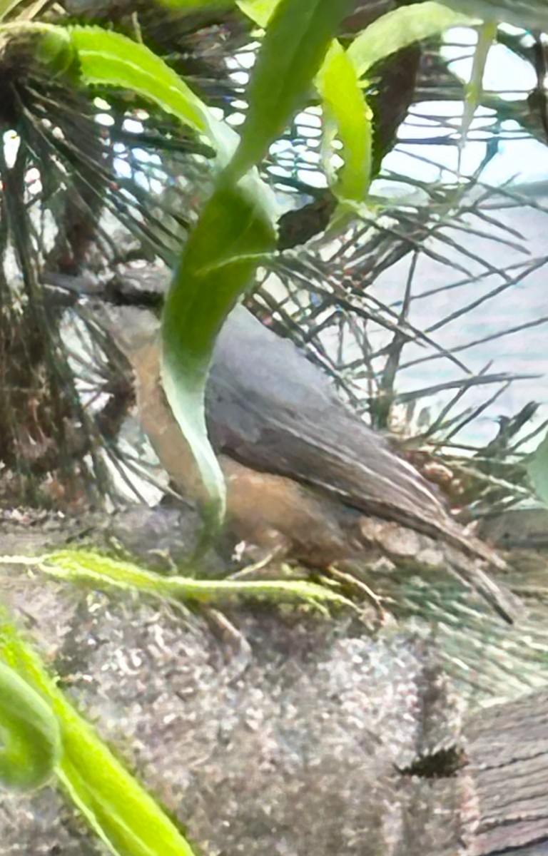 Eurasian Nuthatch - Jakub Duda