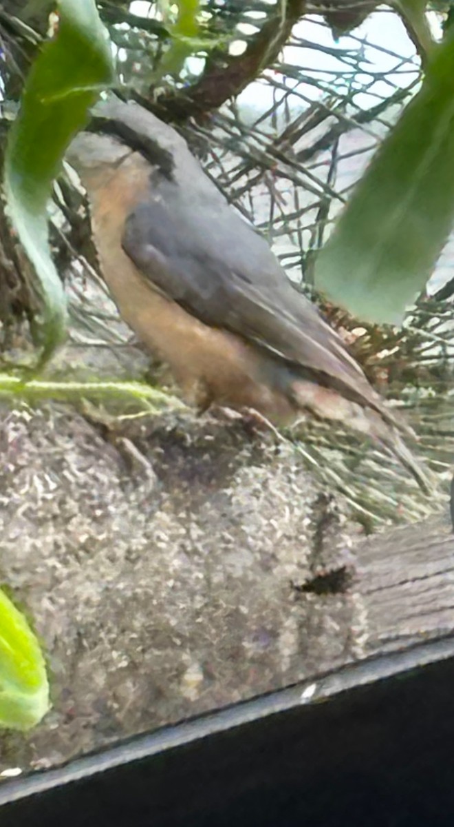 Eurasian Nuthatch - Jakub Duda