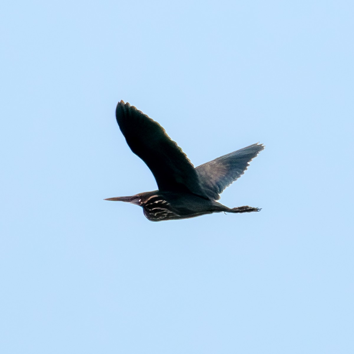 Black Bittern - ML619610897