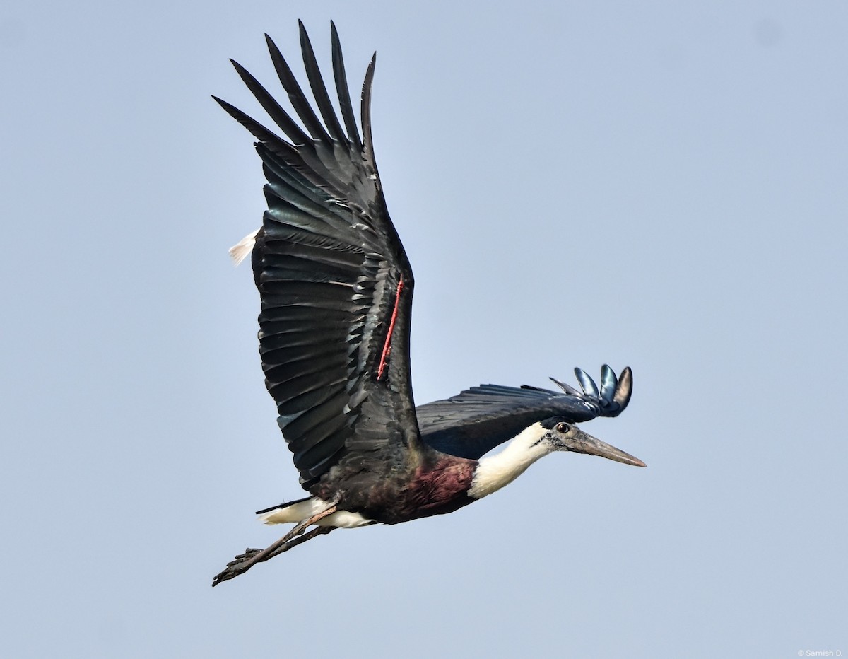 Asian Woolly-necked Stork - Samish Dhongle