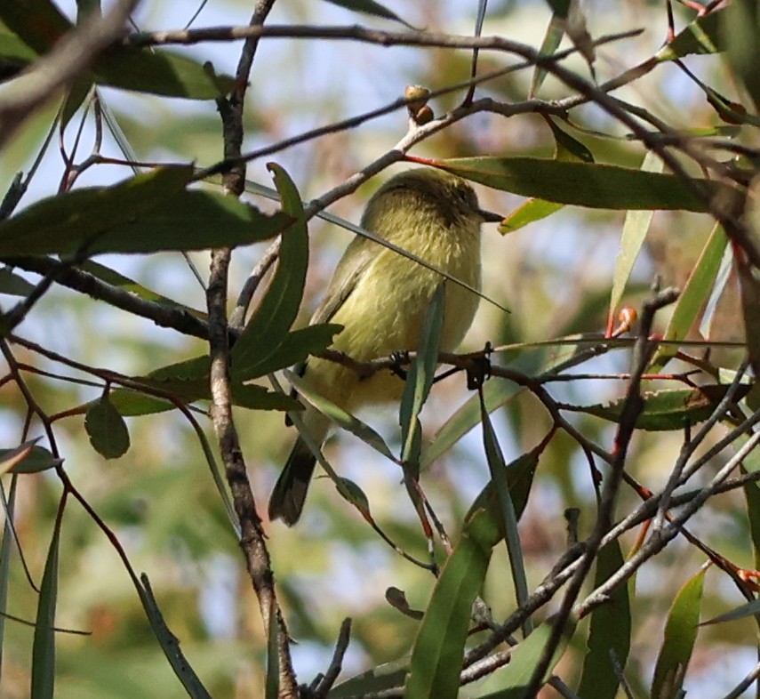 Yellow Thornbill - Alison Cavanagh