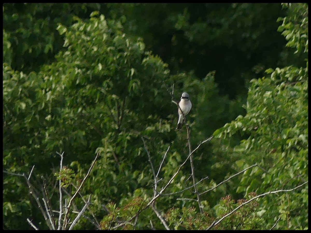 Red-backed Shrike - Tino Fernandez