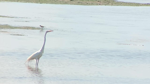 Great Egret - ML619610945