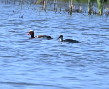 Red-crested Pochard - Braydan Pettigrove