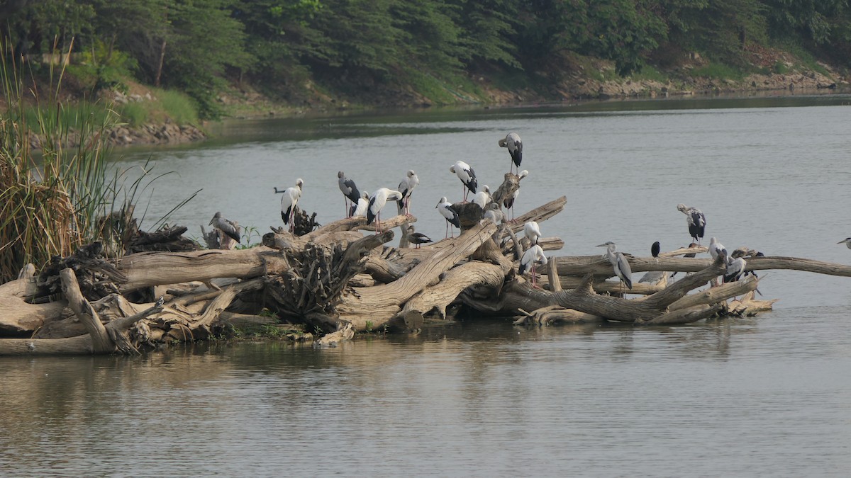 Asian Openbill - Bijoy Venugopal