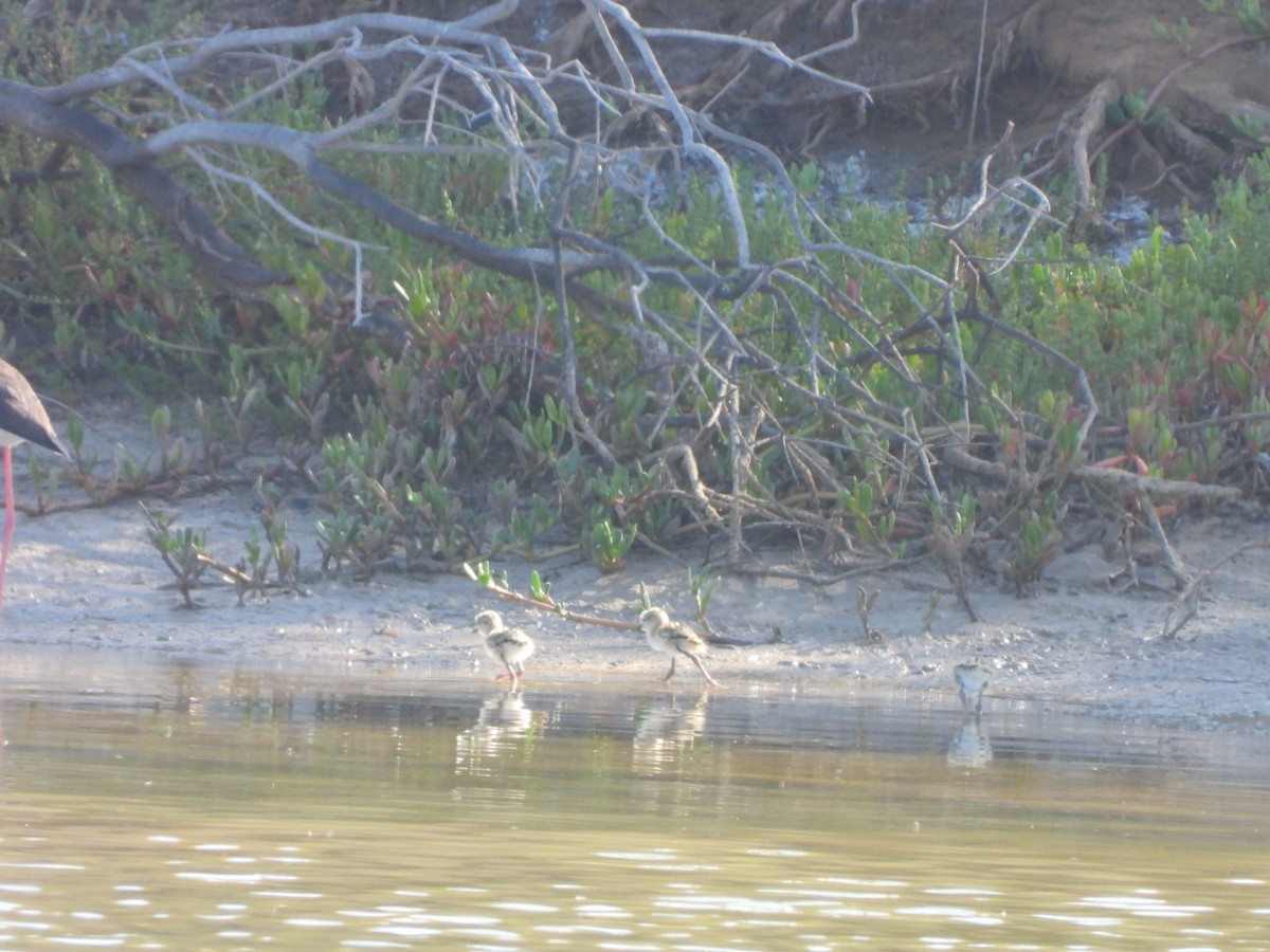 Black-winged Stilt - Miguel Hernández Santana