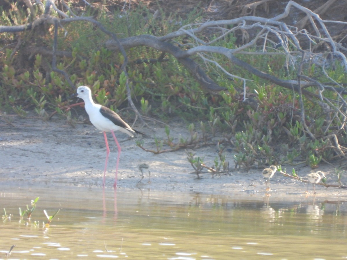 Black-winged Stilt - Miguel Hernández Santana